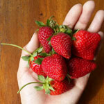 Buah strawberry yang dapat dipetik (seperlunya) dan hanya untuk dikonsumsi saat anda berada di villa.